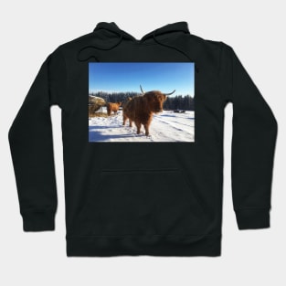 Scottish Highland Cattle Cows 1709 Hoodie